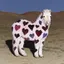 Amuのプロフィール画像