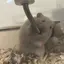 音のプロフィール画像
