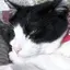 かなのプロフィール画像
