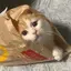 芽衣のプロフィール画像