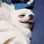 ふきおのプロフィール画像