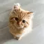 waのプロフィール画像