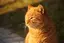 猫山のプロフィール画像