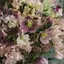 FLOWERのプロフィール画像