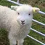 ひなてんのプロフィール画像