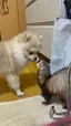 mog:pomのプロフィール画像
