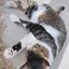 ゆりのプロフィール画像