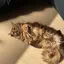 桃猫のプロフィール画像