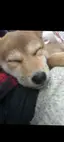 こむちゃんのプロフィール画像