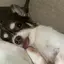 ボボちゃんのプロフィール画像
