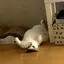 ゆうのプロフィール画像