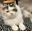 ぢぁむのプロフィール画像