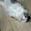 ぺぴのプロフィール画像