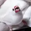 八瀬のプロフィール画像