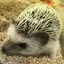 ぽんたのプロフィール画像