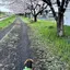 ちゃみのプロフィール画像
