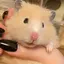 ひなのプロフィール画像