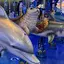水族館のプロフィール画像