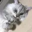 へいちゃろのプロフィール画像