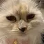 ふうかのプロフィール画像