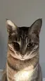 ゆず(写真は推し猫です)のプロフィール画像