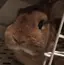 ここあのプロフィール画像