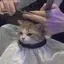 みーにゃんのプロフィール画像