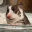けのプロフィール画像