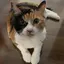 ネコのプロフィール画像