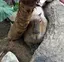 shiのプロフィール画像