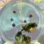 香緒里のプロフィール画像