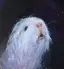 杏のプロフィール画像