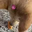 ほこのすけのプロフィール画像