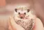 mocoのプロフィール画像