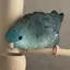 おいちゃんのプロフィール画像