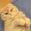 はなのプロフィール画像