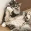 温泉まんじゅうのプロフィール画像