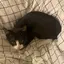 カのプロフィール画像