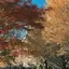 アリサのプロフィール画像