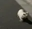 ひなのプロフィール画像