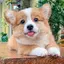 🐶のプロフィール画像
