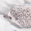 こっこのプロフィール画像