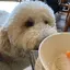 ioのプロフィール画像