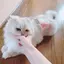 もるのプロフィール画像
