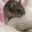 ねぎまのプロフィール画像