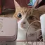 ゲンのプロフィール画像