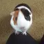 rikuchanのプロフィール画像