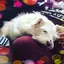 rittymilkのプロフィール画像