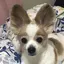 ちゃすのプロフィール画像
