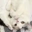 ぬのプロフィール画像